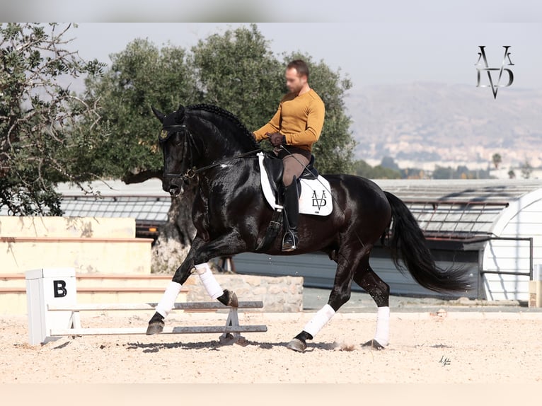 PRE Stallion Black in ORBEC