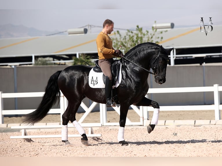 PRE Stallion Black in ORBEC