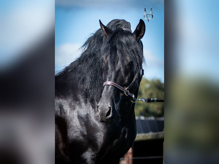 PRE Stallion Black in ORBEC