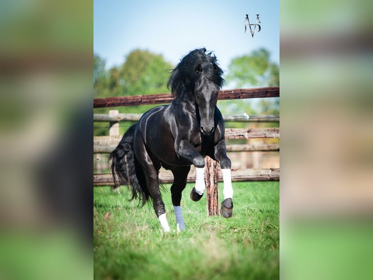 PRE Stallion Black in ORBEC