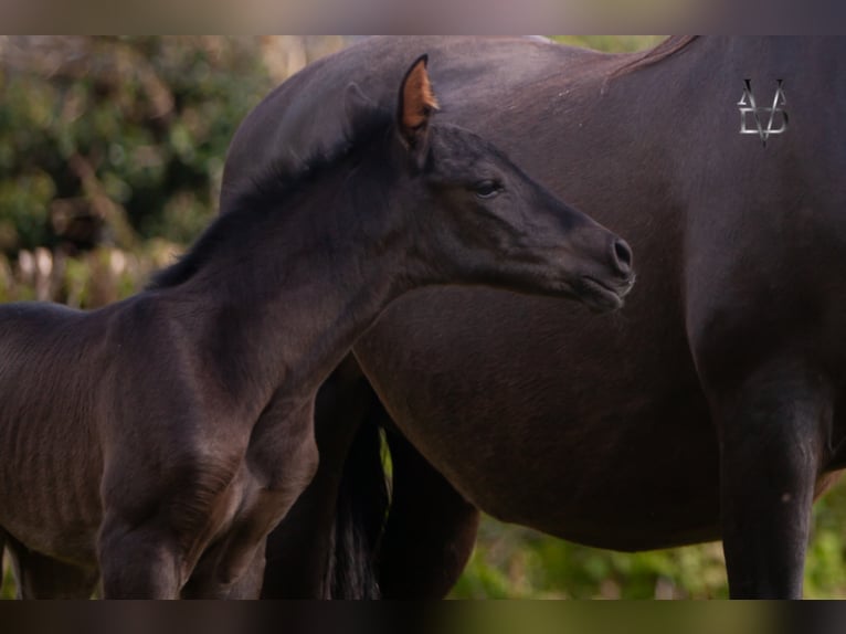 PRE Stallion Black in ORBEC