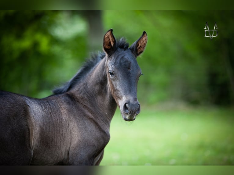 PRE Stallion Black in ORBEC