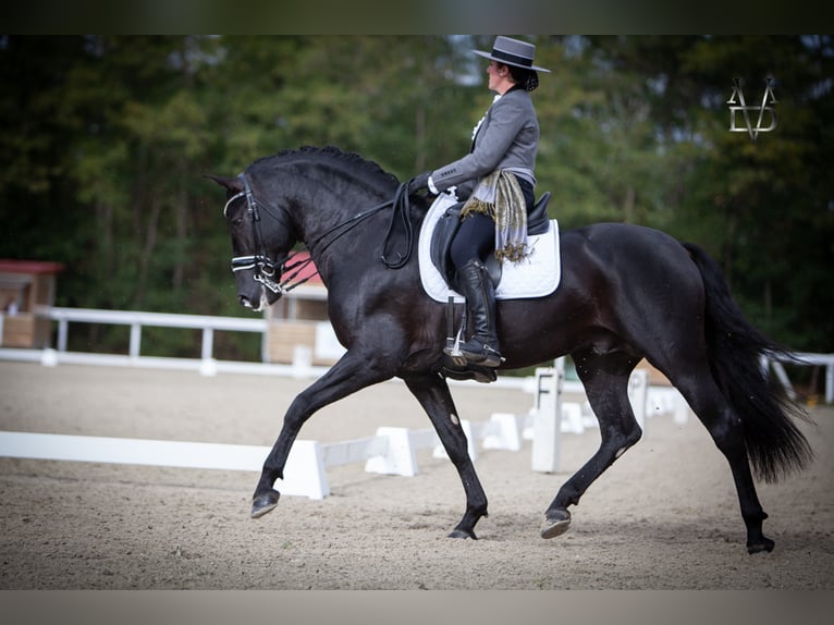 PRE Stallion Black in ORBEC