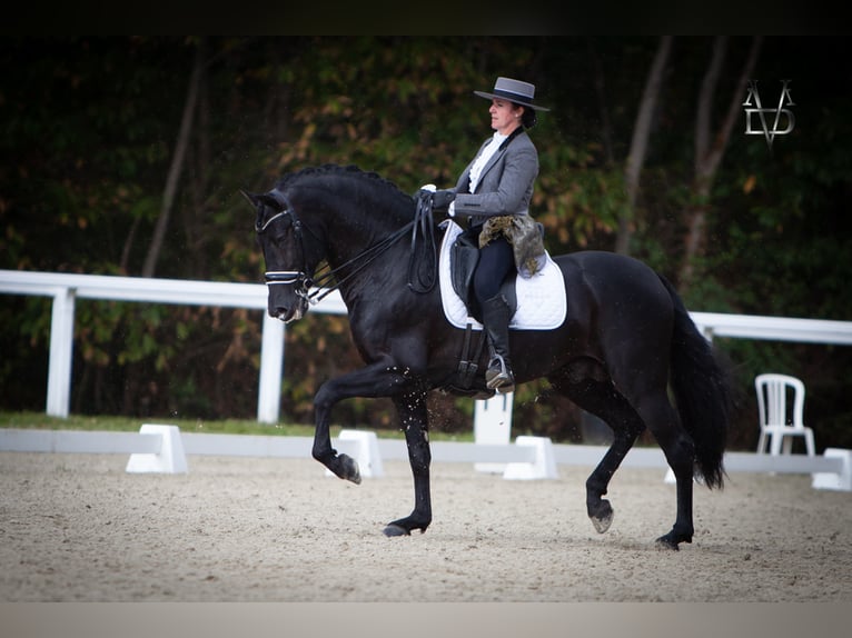 PRE Stallion Black in ORBEC