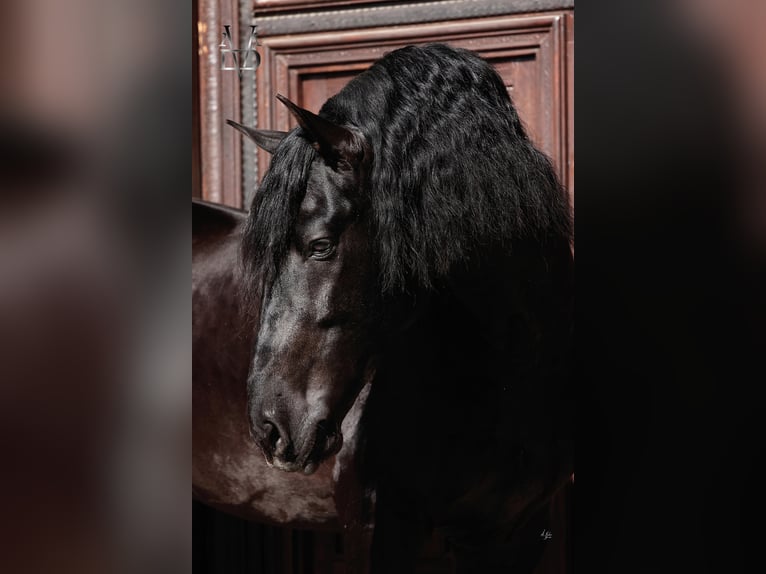 PRE Stallion Black in ORBEC