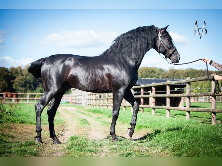 PRE Stallion Black in ORBEC