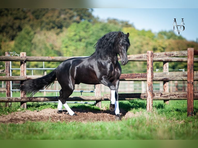 PRE Stallion Black in ORBEC