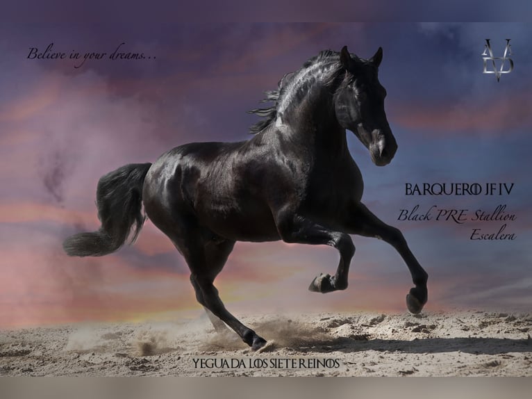 PRE Stallion Black in ORBEC