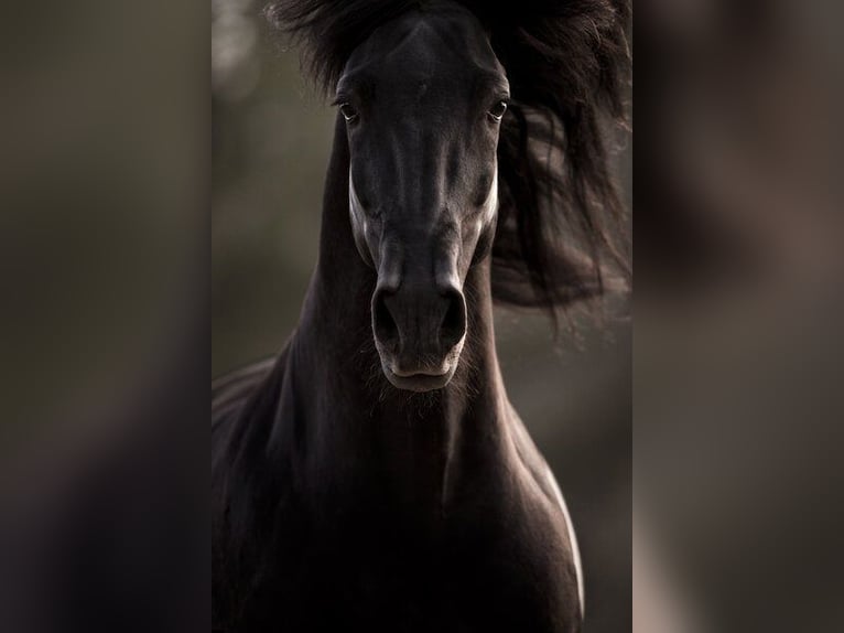 PRE Stallion Black in El Catllar