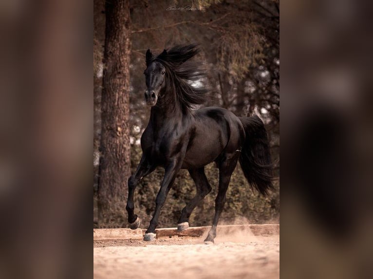 PRE Stallion Black in El Catllar