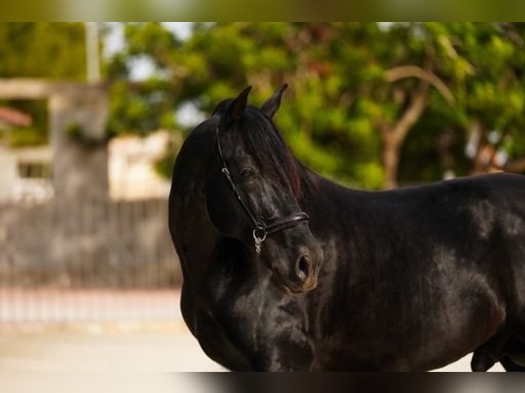 PRE Stallion Black in El Catllar