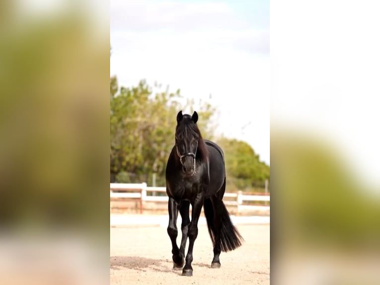 PRE Stallion Black in El Catllar