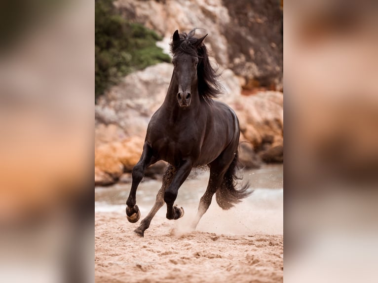 PRE Stallion Black in El Catllar