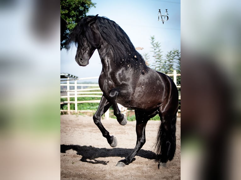 PRE Stallion Black in La Vespière-Friardel