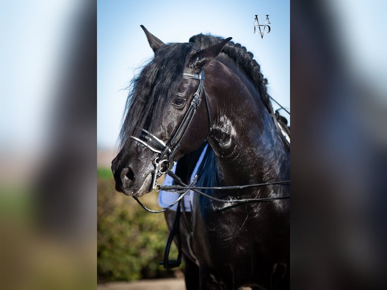 PRE Stallion Black in La Vespière-Friardel