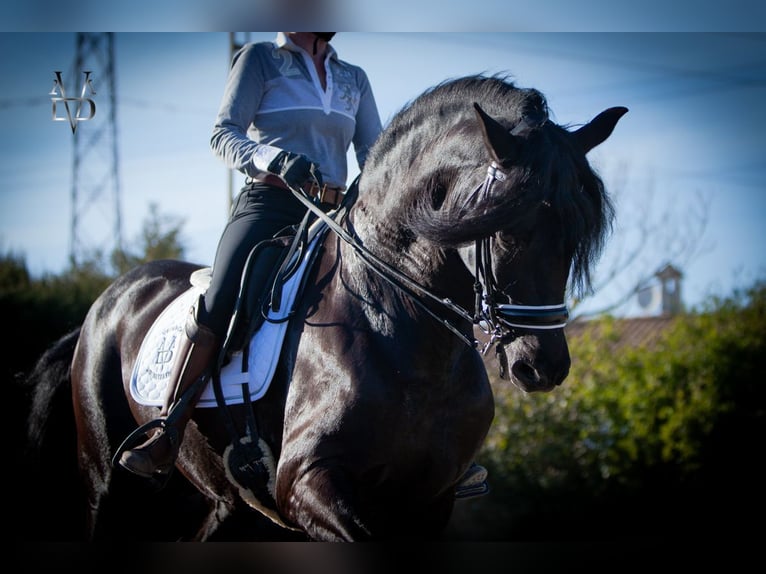 PRE Stallion Black in La Vespière-Friardel