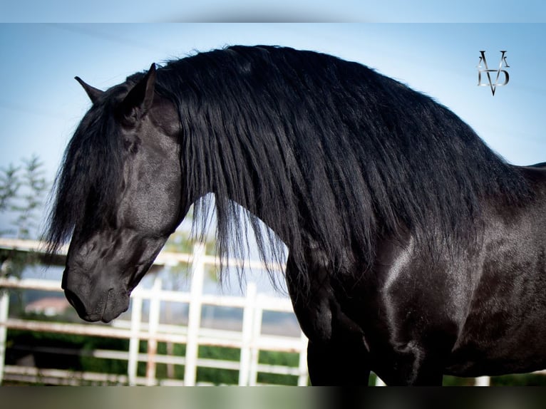 PRE Stallion Black in La Vespière-Friardel