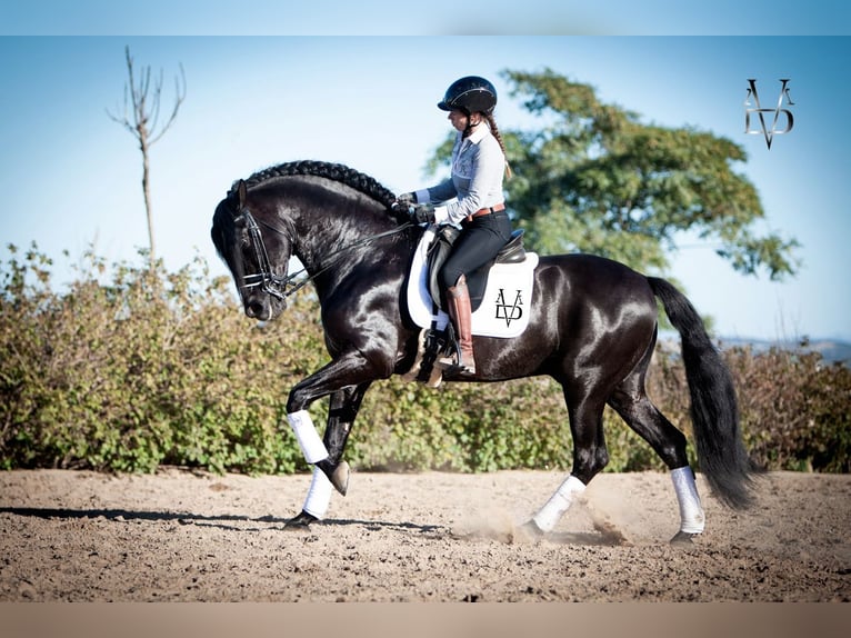 PRE Stallion Black in La Vespière-Friardel