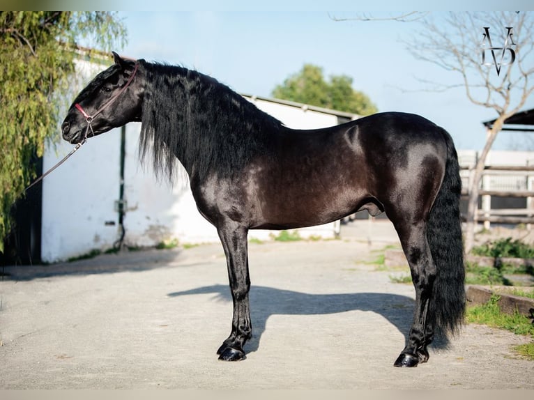 PRE Stallion Black in La Vespière-Friardel