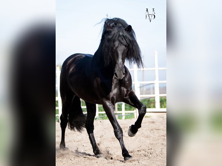 PRE Stallion Black in La Vespière-Friardel