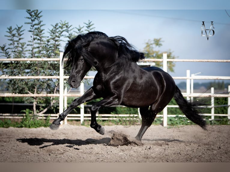 PRE Stallion Black in La Vespière-Friardel