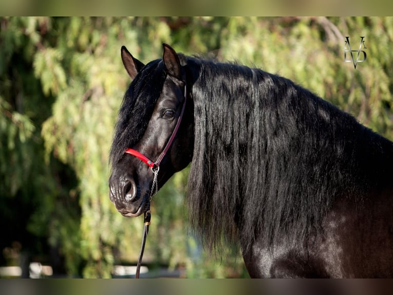 PRE Stallion Black in La Vespière-Friardel