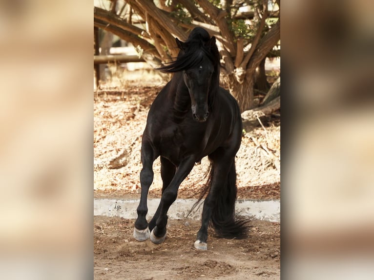 PRE Stallion Black in LA VESPIÈRE