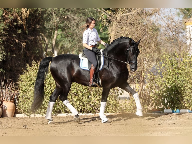 PRE Stallion Black in LA VESPIÈRE