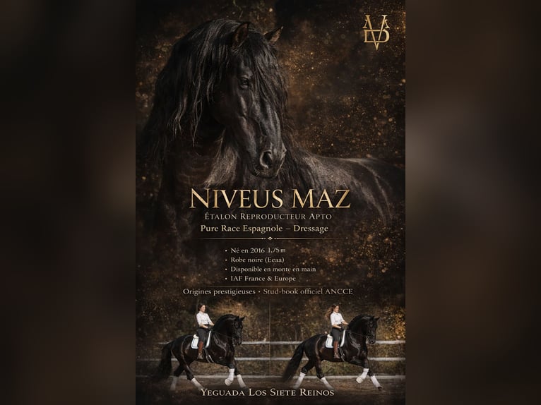 PRE Stallion Black in LA VESPIÈRE