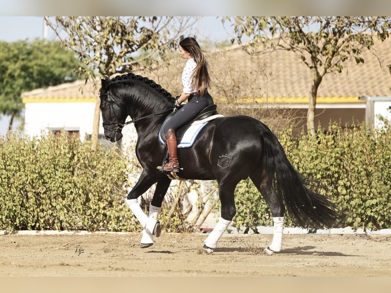 PRE Stallion Black in LA VESPIÈRE