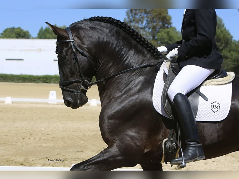 PRE Stallion Black in LA VESPIÈRE