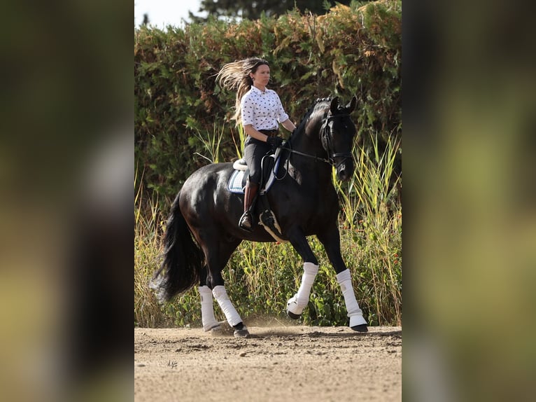 PRE Stallion Black in LA VESPIÈRE