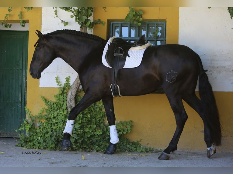 PRE Stallion Black in SEVILLA