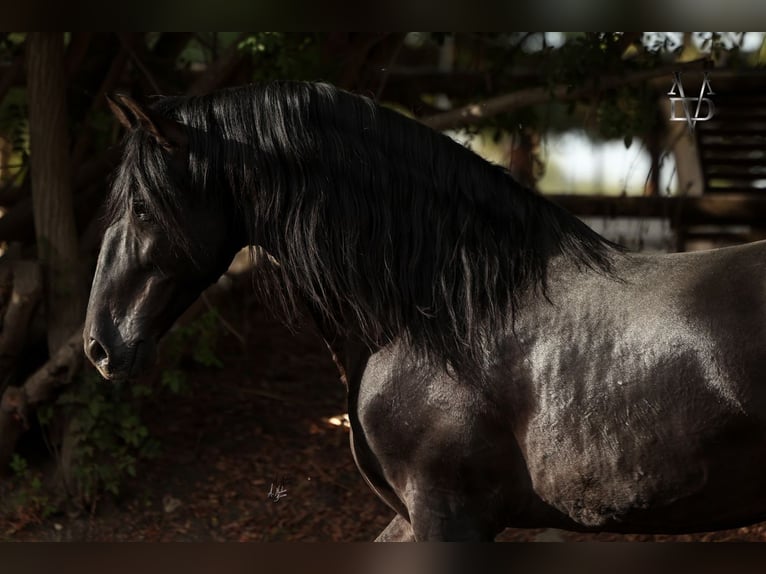 PRE Stallion Black in SEVILLA