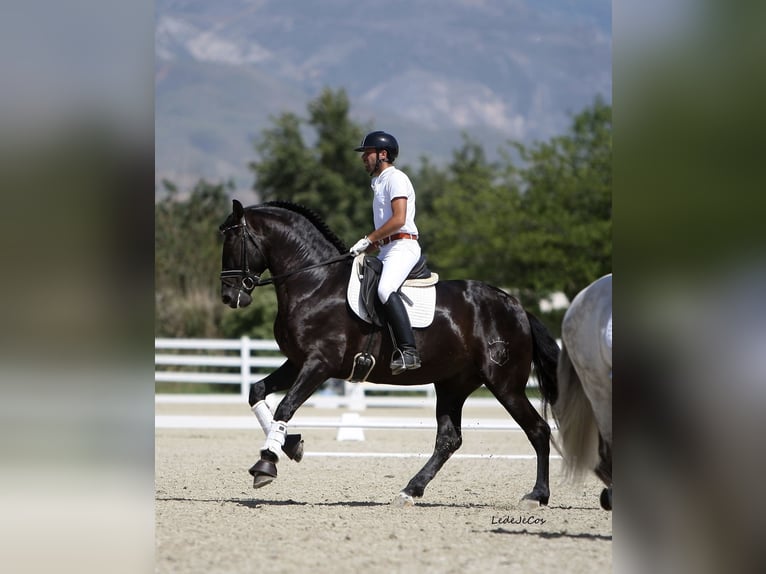 PRE Stallion Black in SEVILLA