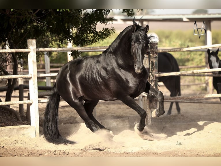 PRE Stallion Black in SEVILLA