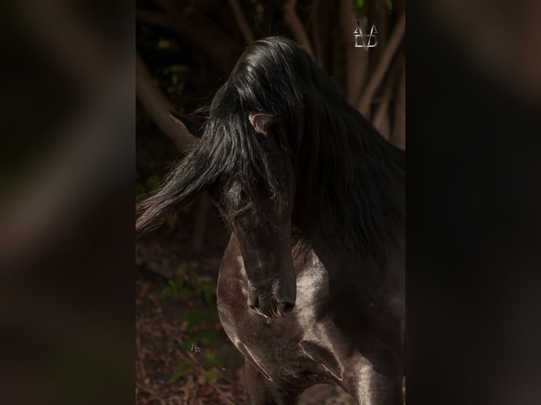 PRE Stallion Black in SEVILLA