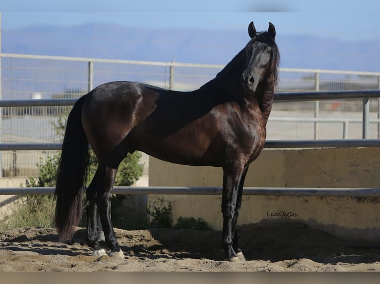 PRE Stallion Black in SEVILLA
