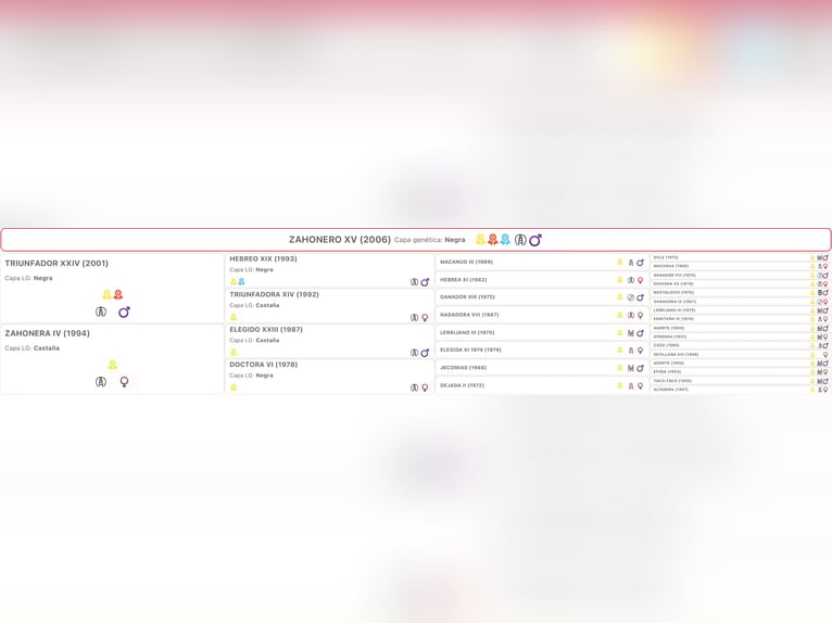 PRE Stallion Black in Kefermarkt