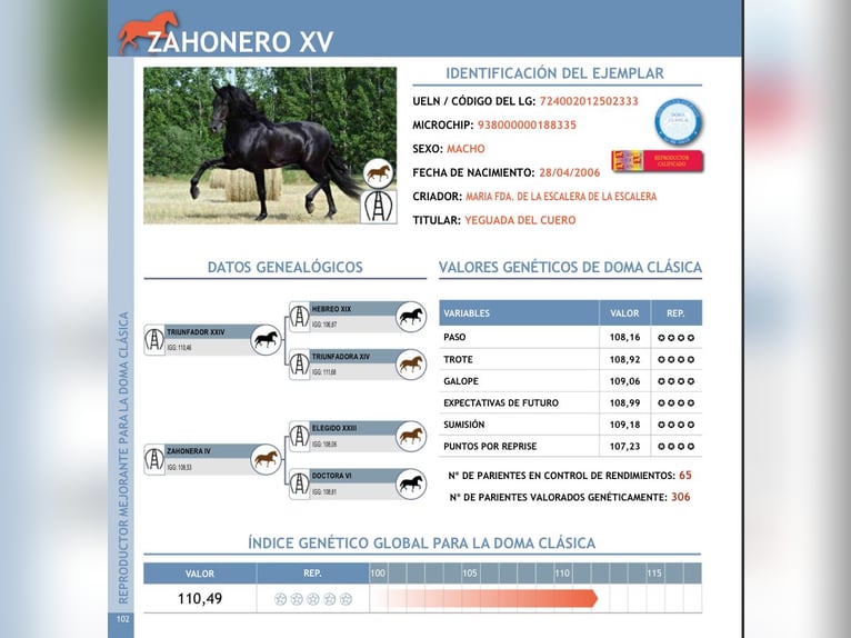 PRE Stallion Black in Kefermarkt