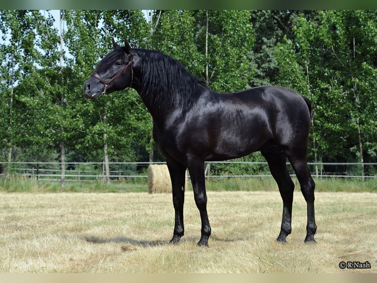 PRE Stallion Black in Kefermarkt
