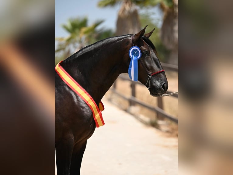 PRE Stallion Black in Fuentes De Andalucia