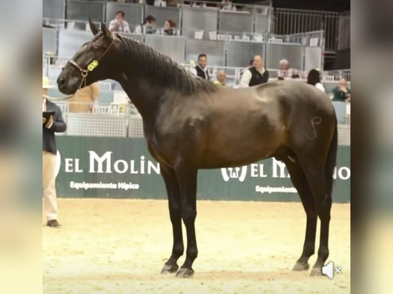 PRE Stallion Black in Fuentes De Andalucia