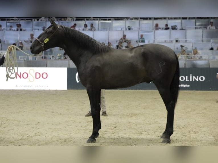 PRE Stallion Black in Fuentes De Andalucia