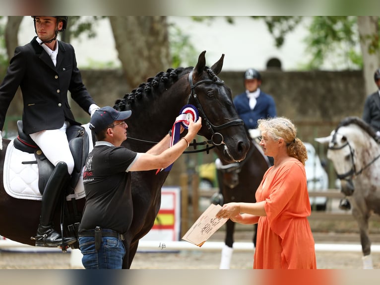 PRE Stallion Black in Caumont