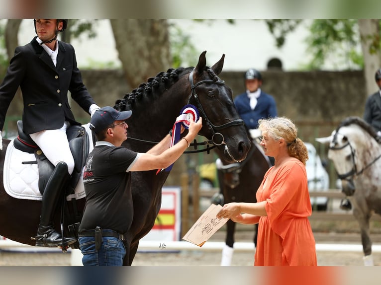 PRE Stallion Black in Caumont