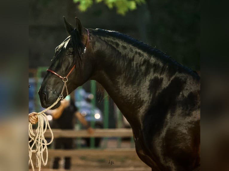 PRE Stallion Black in Caumont