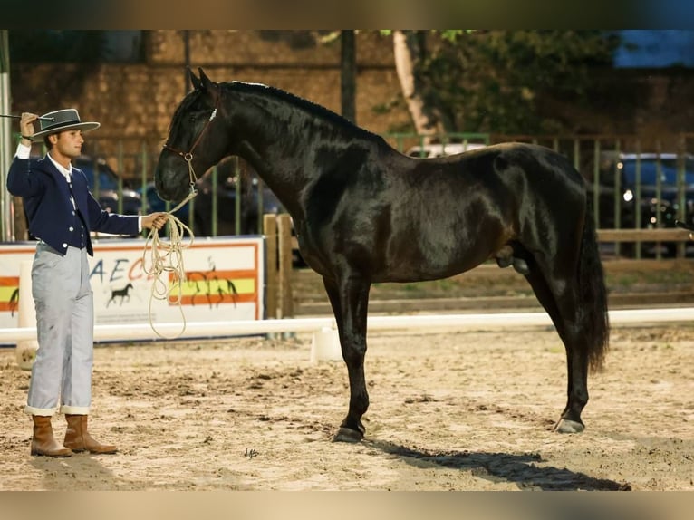 PRE Stallion Black in Caumont