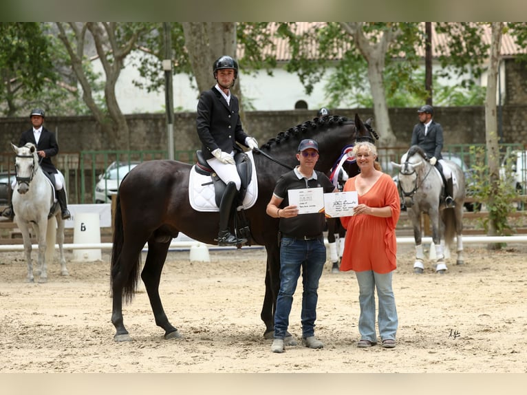 PRE Stallion Black in Caumont