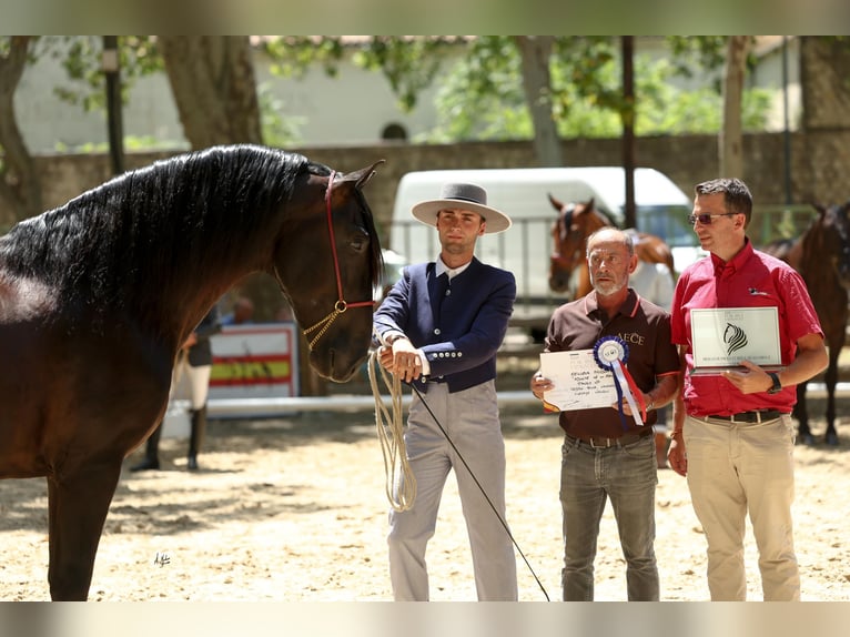 PRE Stallion Black in Caumont